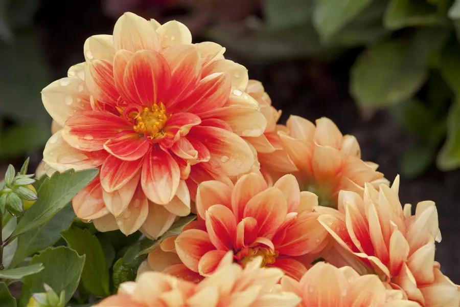 Kunstbloem Dahlia Oranje - 90 cm - afbeelding 2