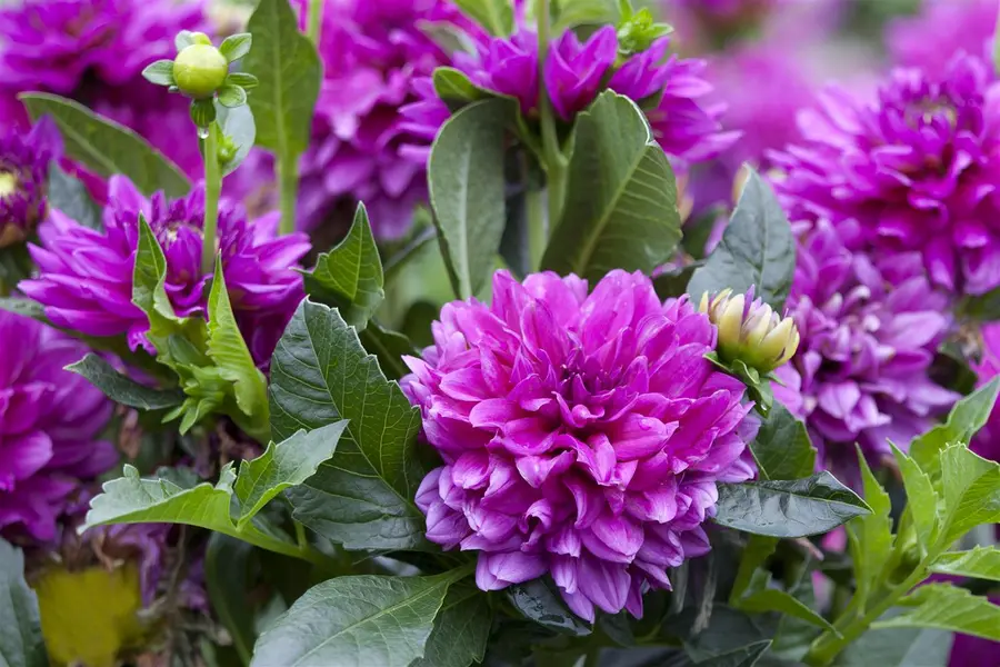 Kunstbloem Dahlia Rood - 90 cm - afbeelding 3