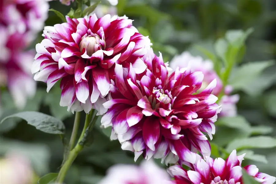 Kunstbloem Dahlia Rood - 90 cm - afbeelding 5