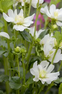 Kunstbloem Dahlia Roze - 65 cm - afbeelding 6