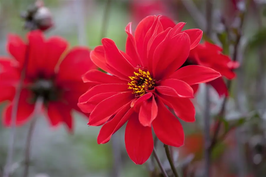 Kunstbloem Dahlia Roze - 65 cm - afbeelding 4