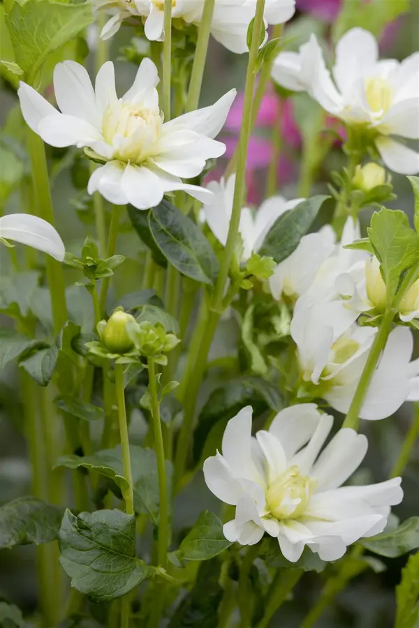 Kunstbloem Dahlia Roze/Creme - 90 cm - afbeelding 6