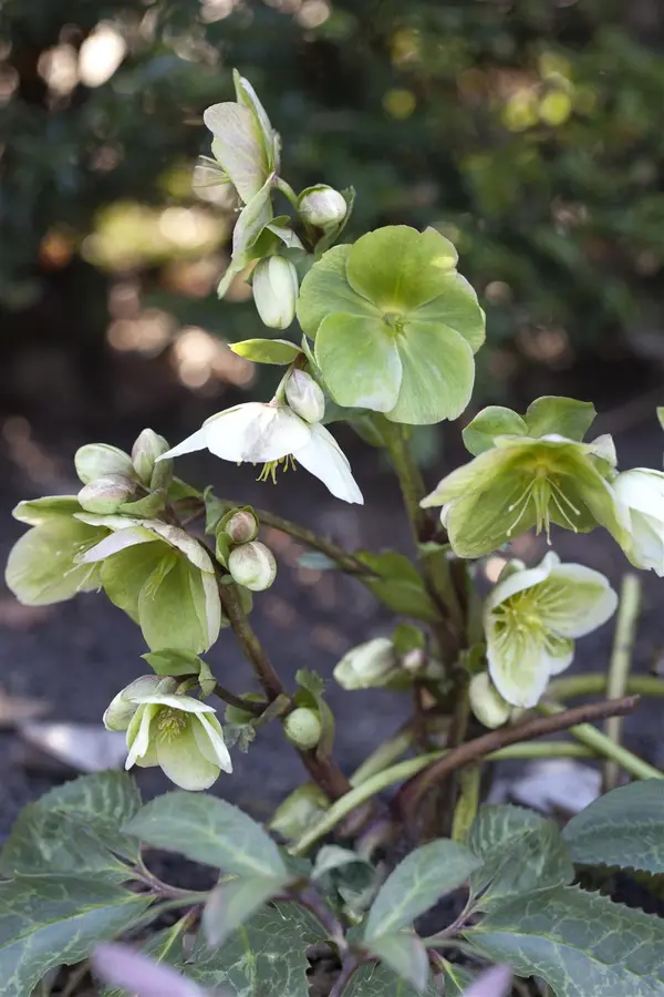 Kunstbloem Helleborus Groen - 100 cm - afbeelding 3