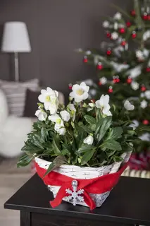 Kunstbloem Helleborus Groen - 100 cm - afbeelding 4