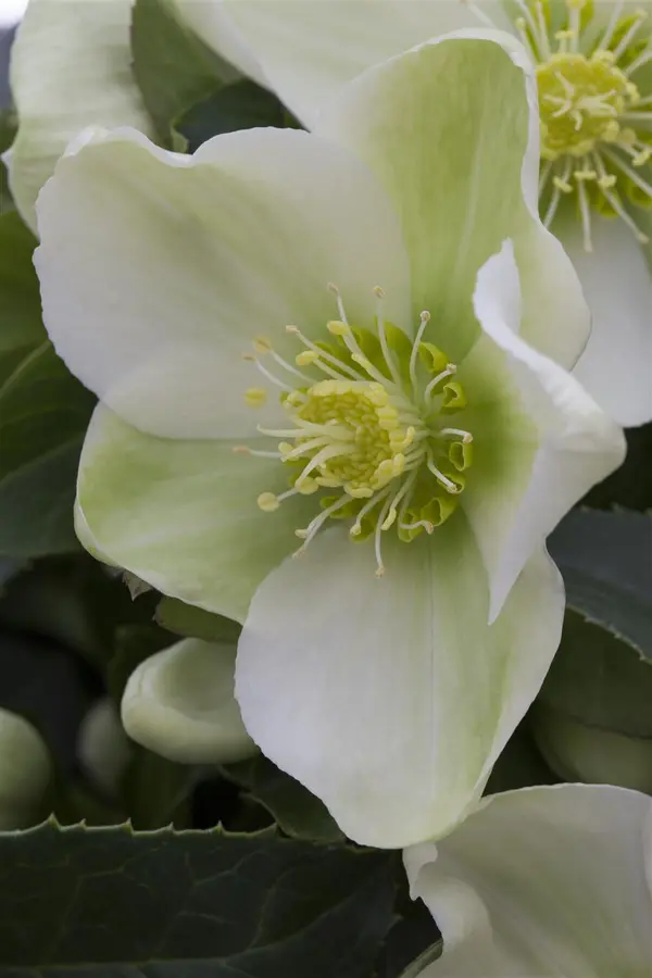 Kunstbloem Helleborus Groen - 100 cm - afbeelding 5