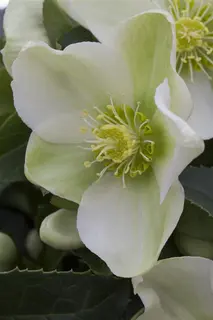 Kunstbloem Helleborus Groen - 100 cm - afbeelding 5