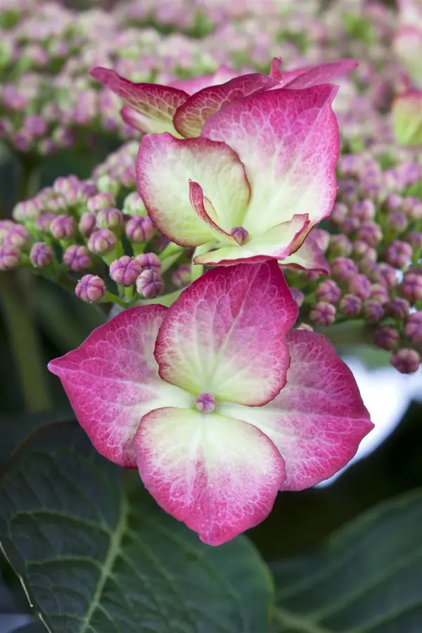 Kunstbloem Hortensia Bordeaux - 121 cm - afbeelding 2