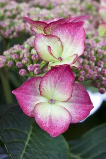 Kunstbloem Hortensia Bordeaux - 121 cm - afbeelding 2