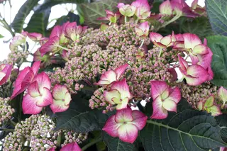 Kunstbloem Hortensia Bordeaux - 121 cm - afbeelding 3