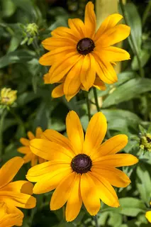Kunstbloem Rudbeckia Oranje/Rood - 90 cm - afbeelding 2
