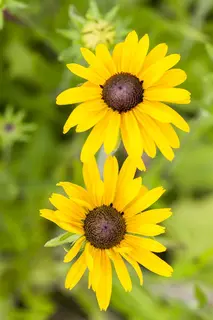 Kunstbloem Rudbeckia Oranje/Rood - 90 cm - afbeelding 6