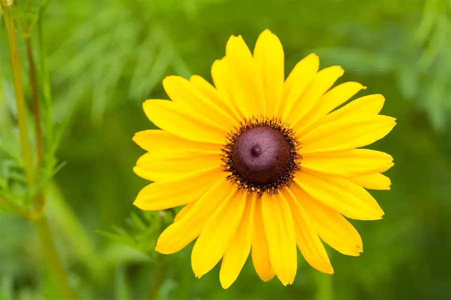 Kunstbloem Rudbeckia Oranje/Rood - 90 cm - afbeelding 4