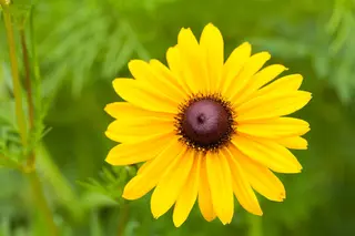 Kunstbloem Rudbeckia Oranje/Rood - 90 cm - afbeelding 4