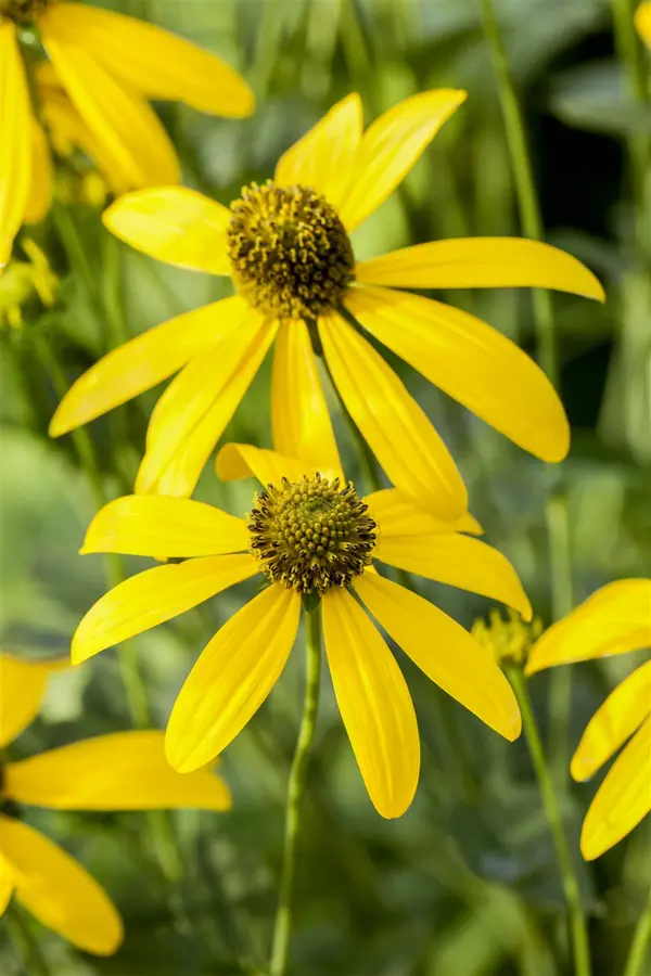 Kunstbloem Rudbeckia Zalm - 90 cm - afbeelding 3