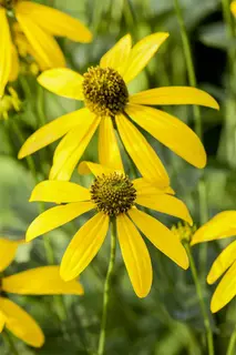Kunstbloem Rudbeckia Zalm - 90 cm - afbeelding 3