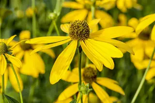 Kunstbloem Rudbeckia Zalm - 90 cm - afbeelding 2