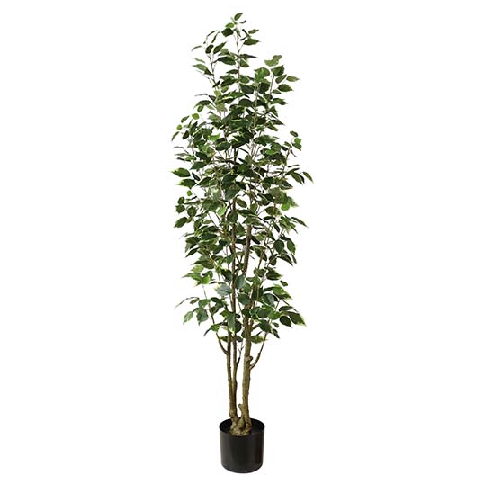 Kunstplant Ficus Benjamina - 165 cm
