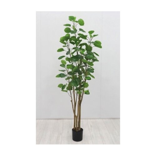 Kunstplant Polyscias - 160 cm