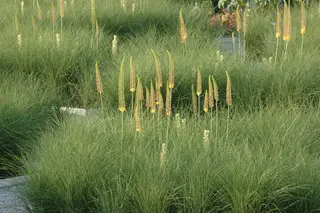 Kunsttak Eremurus Steel Roze - 118 cm - afbeelding 2
