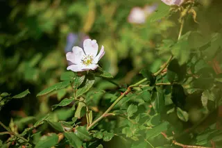 Kunsttak Rozenbottel Groen - 106 cm - afbeelding 3