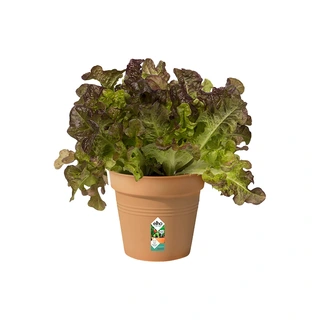 Elho Green Basics Kweekpot Ø11 cm - Mild Terra - afbeelding 2