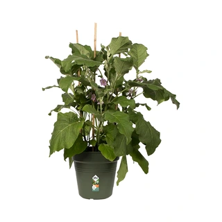 Elho Green Basics Kweekpot Ø17 - Blad Groen - afbeelding 2