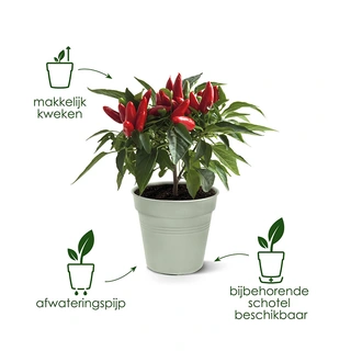 Elho Green Basics Kweekpot Ø17 - Steengroen - afbeelding 5