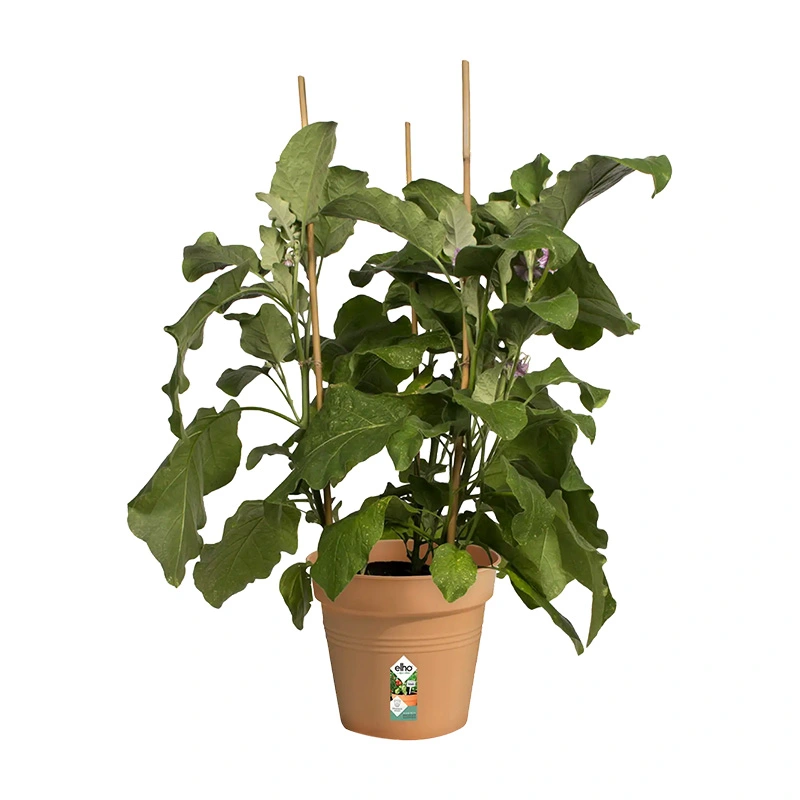 Elho Green Basics Kweekpot Ø21 - Mild Terra - afbeelding 2
