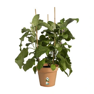 Elho Green Basics Kweekpot Ø24 - Mild Terra - afbeelding 2