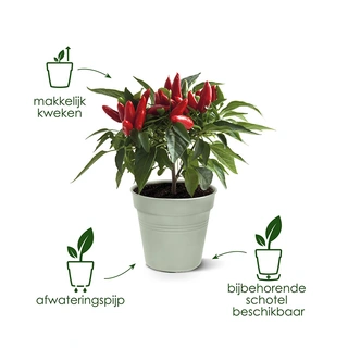 Elho Green Basics Kweekpot Ø24 - Mild Terra - afbeelding 4