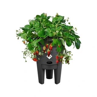 Elho Green Basics Kweekpot Aardbeien Ø33 cm - Living Black - afbeelding 2