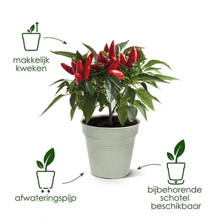 Elho Green Basics Kweekpot Ø40 cm - Steengroen - afbeelding 4