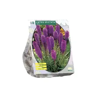 Baltus Liatris Spicata Paars - 10 st.