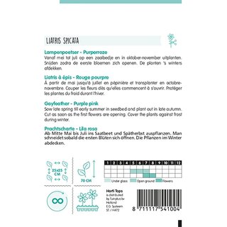 Horti Tops Liatris, Lampenpoetser purperrose - afbeelding 2