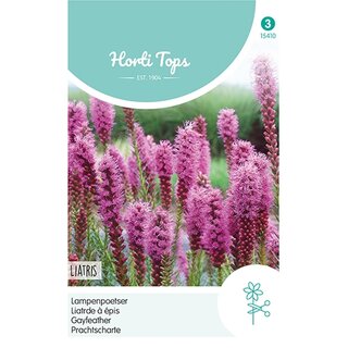 Horti Tops Liatris, Lampenpoetser purperrose