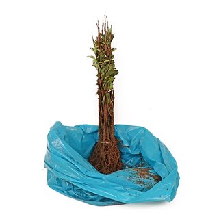 Ligusterhaag 40-60 cm - afbeelding 2