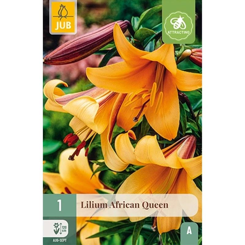 JUB Holland Lilium African Queen - 1 st.