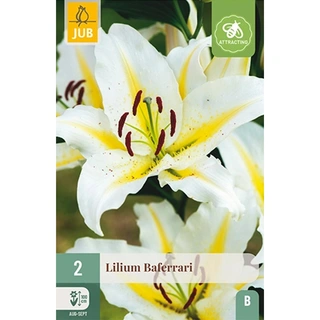 JUB Holland Lilium Baferrari - 2 st. | De Boet