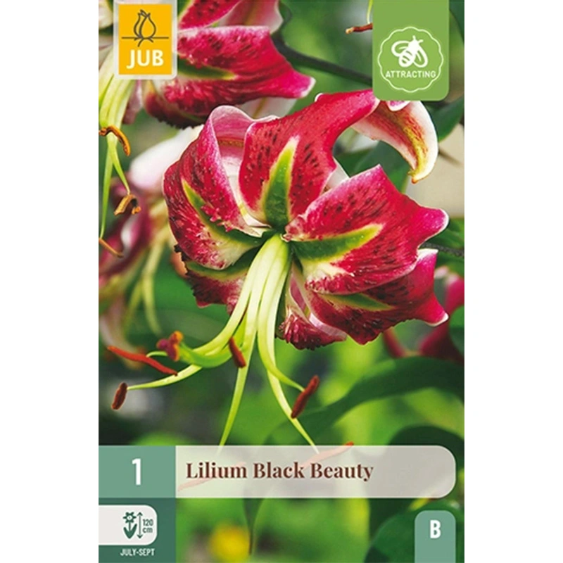 JUB Holland Lilium Black Beauty - 1 st.
