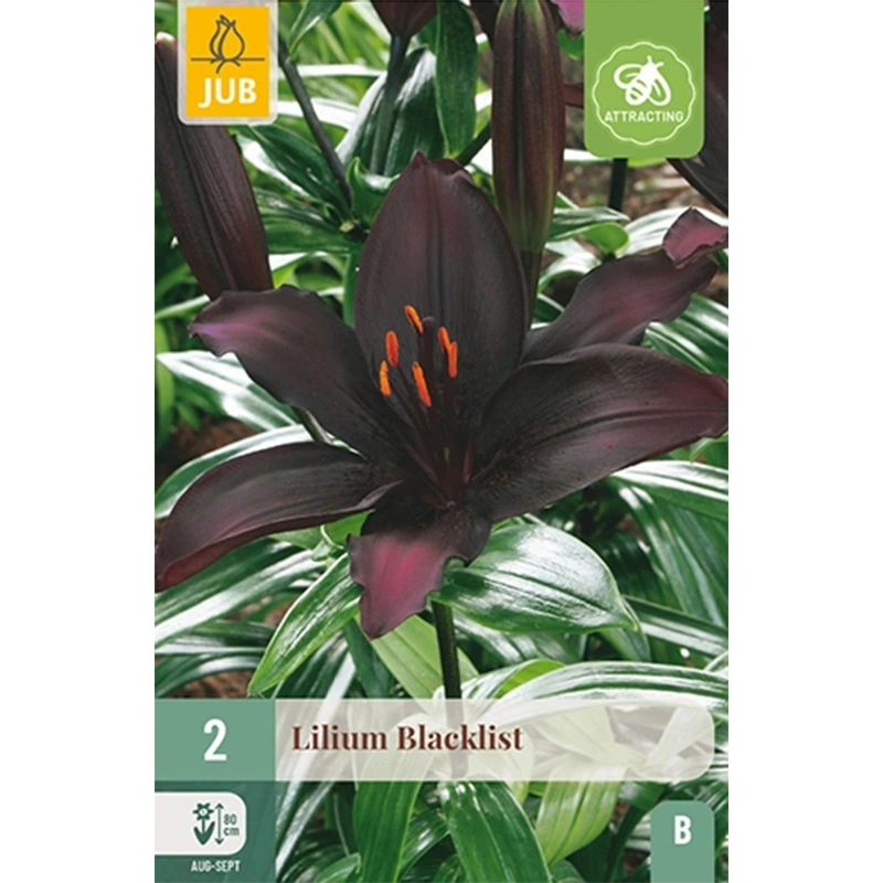 JUB Holland Lilium Blacklist - 2 st.