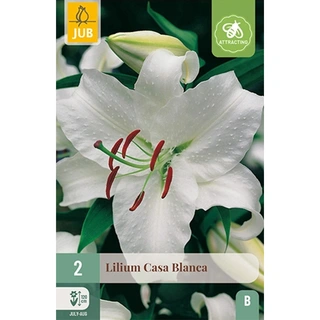 JUB Holland Lilium Casa Blanca - 2 st. | De Boet