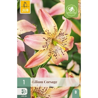 JUB Holland Lilium Corsage - 1 st. | De Boet