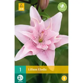 JUB Holland Lilium Elodie - 1 st. | Tuincentrum De Boet