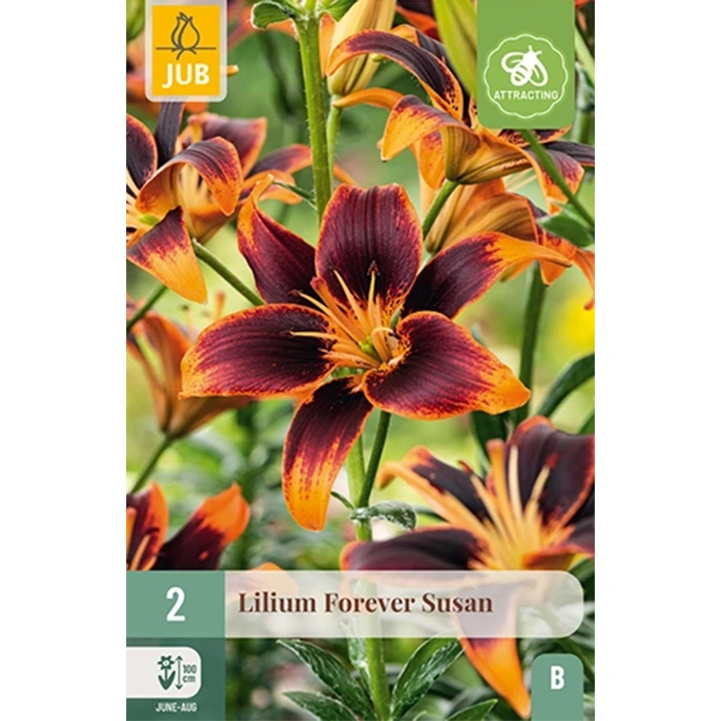 JUB Holland Lilium Forever Susan - 2 st.
