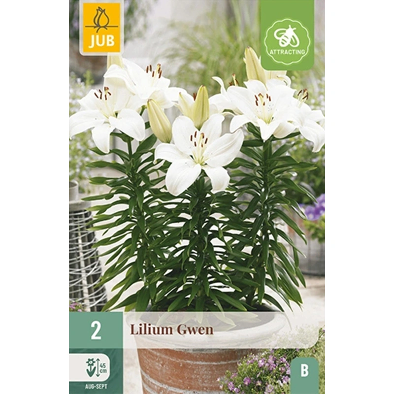 JUB Holland Lilium Gwen - 2 st.