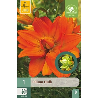 JUB Holland Lilium Hulk - 1 st. | De Boet