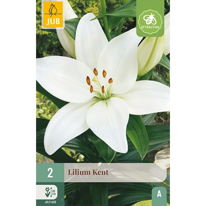 JUB Holland Lilium Kent - 2 st.