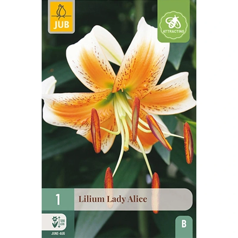 JUB Holland Lilium Lady Alice - 1 st.