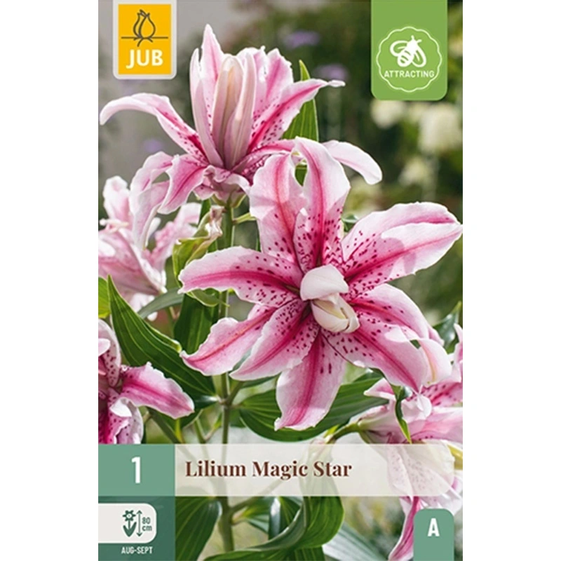 JUB Holland Lilium Magic Star - 1 st.