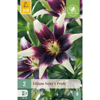 JUB Holland Lilium Netty's Pride - 2 st. | De Boet